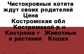 Чистокровные котята ждут своих родителей. › Цена ­ 3 000 - Костромская обл., Костромской р-н, Кострома г. Животные и растения » Кошки   